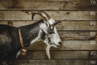Portrait of the criminal goat with horns Devnja, Bulgaria, Europe