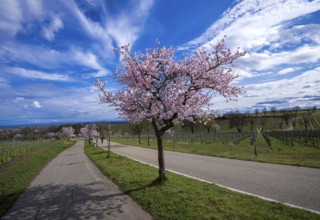 Almond blossom (Prunus dulcis), Maikammer, Rhineland-Palatinate, Germany, Europe