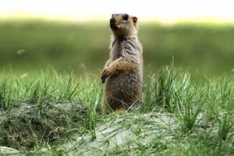 Himalayan marmot, Ladakh, Jammu and Kashmir, India, Asia