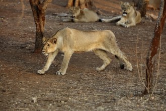 Lion cub sasan gir Gujarat India Asia