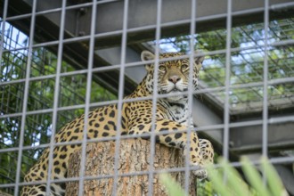 Jaguar (Panthera onca), grid, cage, Wilhelma, Zoological-Botanical Garden, Stuttgart,