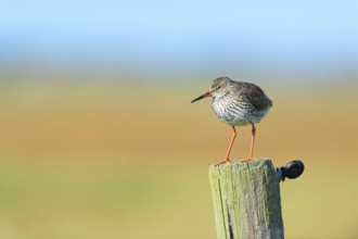 Common Redshank bird on pole