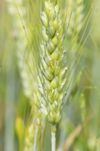 Fields with ripe rye