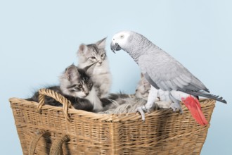 Grey red tale parrot and young maine coon kittens in basket on blue