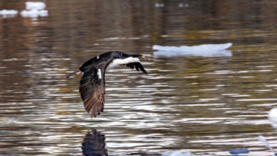 A cormorant flies just above the water, surrounded by floating pieces of ice, blue-eyed cormorant