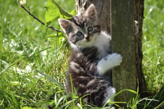 Portrait of a kitten in the wild