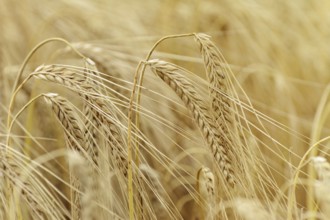 Ripe Eears Of Rye In The Field