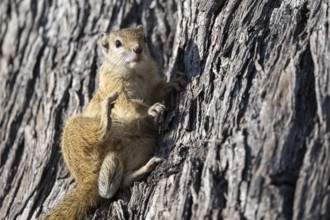 Tree squirrel, African bush squirrel (Paraxerus cepapi), Moremi Game Reserve, Okavango Delta, Maun,