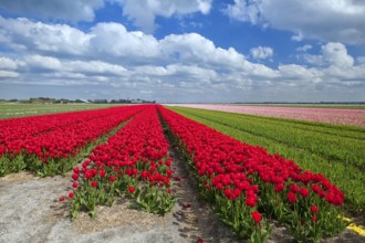Red tulip fields in spring, Alkmaar, North Holland