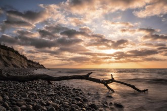 Driftwood on the coast of the Baltic Sea near Nienhagen
