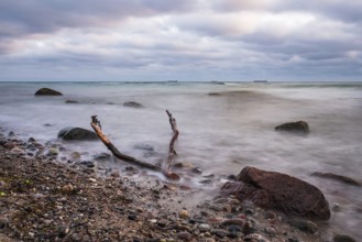 Driftwood on the coast of the Baltic Sea near Warnemünde