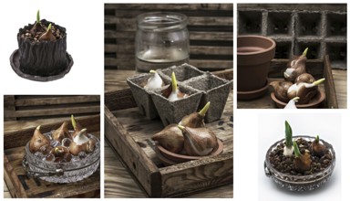 Shoots of tulips germinated in the spring tulips with agricultural accessories