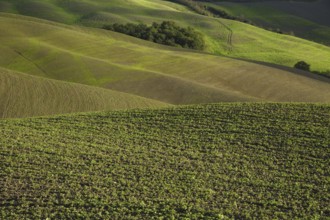 A beautiful tuscan landscape with autumnal colours