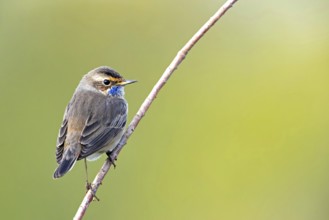 Bluethroat (Luscinia svecica), (Luscinia svecicus), Rhineland-Palatinate, Germany, Europe
