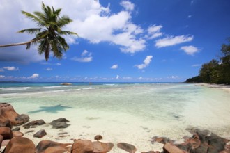 La Digue, Palm tree beach, Seychelles, Indian Ocean, Palm trees, La Digue, Indian Ocean,
