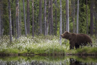 European brown bear (Ursus arctos), Europe, Scandinavia, Finland, Finland, Europe