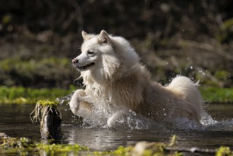 My water-loving Icelandic dog in his element