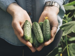 Fresh cucumbers in female hands. Unrecognizable young hipster woman in denim shirt hold organic