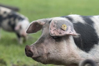Colourful Bentheim black pied on the pasture