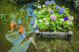 Hydrangea and carp. Shooting Location: Kamakura City, Kanagawa Prefecture