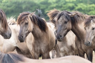 The Dülmen horses live wild near Dülmen, in the Merfelder Bruch nature reserve in North