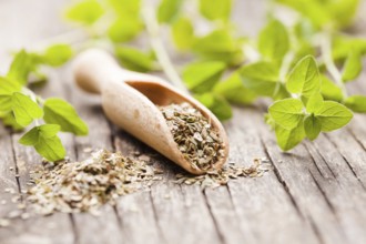 Dry oregano in wooden scoop and green twigs
