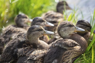 Group of greylag geese in close-up