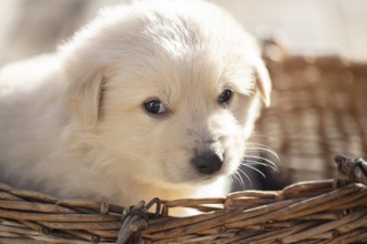 Cute fluffy little white dog in a wicker basket