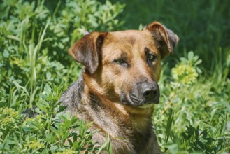 Portrait of a street dog Varna, Bulgaria, Europe