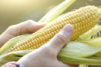 Harvest ready unwrapped corn cobs in farmer's hands closeup