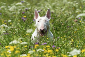 Portrait photo of white bull terrier outdoors on a sunny day, young purebreed bull terrier