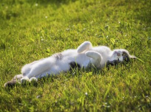 Cute domestic cat lying in the grass