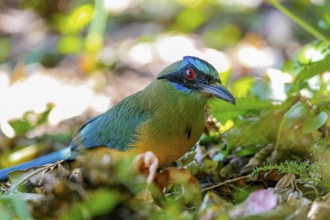 Close-up of a Whooping motmot perched on a tree branch, blurred green leaves in background,