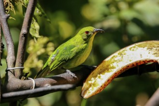 Close-up of a female Green honeycreeper, perched on branch near a banana in sunlight, Folha Seca,