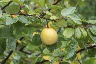 Quince (Cydonia oblonga 'Ludovic'), Cambridge Botanical Garden, Germany, Europe