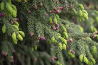 Oriental spruce (Picea orientalis), Pruhonice Dendrological Garden, Czech Republic, Europe