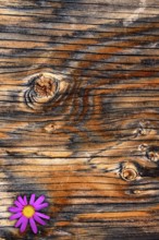 Textured Plywood with Purple flower