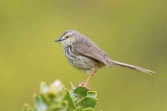 Spotted Prinia, (Prinia maculosa), Karoo Prinia, Prinia du Karoo, Prinia del Karoo, Harold Porter