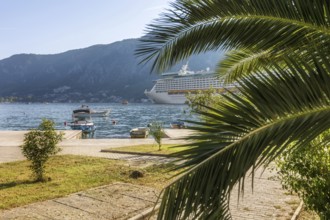 Kotor, Montenegro palm tree and cruise ship in Kotor bay, holiday background