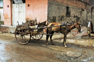 Horse cart, Miraj, Maharashtra, India, Asia