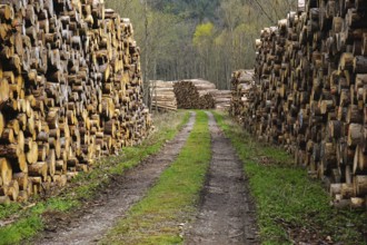 Wood storage yard, logging, woodcutting, forestry, wood pile, woodcutting, wood pile, woodyard