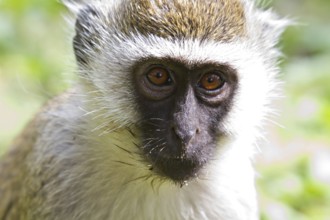 Portrait of a vervet monkey, Amboseli National Park, Kenya, Africa Kenya, Africa