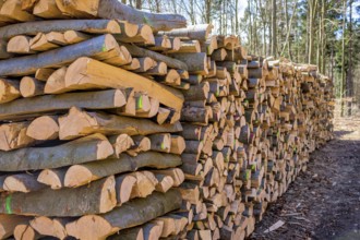Trees in a forest were cut down during timber work. Natural, energy-friendly and sustainable
