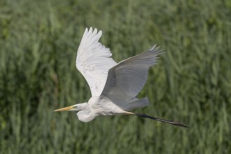 Great egret (Ardea alba) in flight over a marsh. Bas Rhin, Alsace, France, Europe