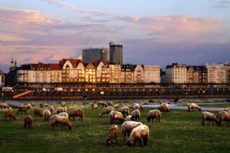 Herd of grazing sheep on the Rhine meadows in Düsseldorf. Opposite the Rhine bank promenade with