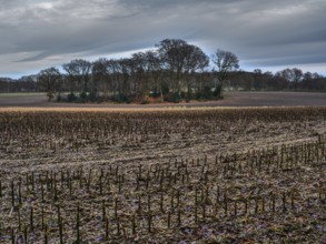 A harvested field stretches out in front of a small forest and a cloudy sky, Reken, münsterland,
