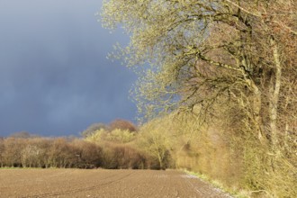 Spring landscape with a forest edge with flowering willows, a field with bare soil and a dark,
