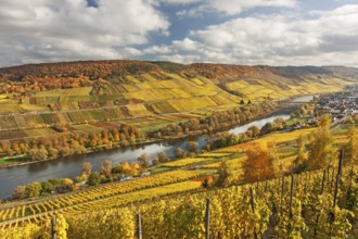 Valley of the Moselle river with vineyards in autumn foliage near Reil in Rhineland-Palatinate
