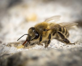 Bee
