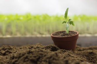 Tomato seedlings in a pot Organic gardening